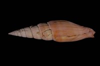 藏品(紅蛹筆螺)的圖片